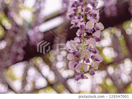 Wisteria Hill Wisteria Flowers 2-28 128347001