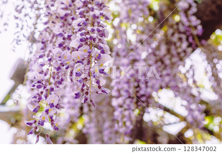 Wisteria Hill Wisteria Flowers 2-29 Wisteria Hill Wisteria Flowers 2-29 128347002