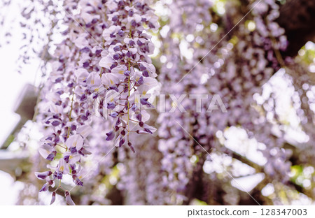 紫藤山紫藤花2-30 紫藤山紫藤花2-30 128347003