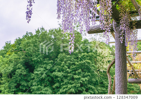 Wisteria Hill Wisteria Flowers 2-36 Wisteria Hill Wisteria Flowers 2-36 128347009