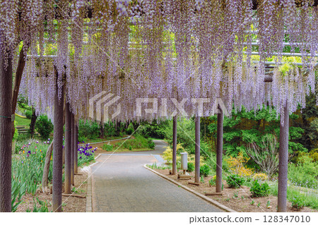 Wisteria Hill Wisteria Flowers 2-37 128347010