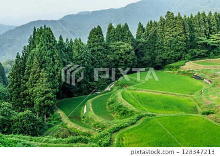 Ueyama Rice Terraces, Kami Town, Hyogo Prefecture Ueyama Rice Terraces, Kami Town, Hyogo Prefecture 128347213