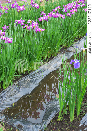 Iris Garden after the rain, Yokote City, Akita Prefecture Iris Garden after the rain, Yokote City, Akita Prefecture 128347346