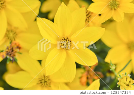 Coreopsis verticillata is commonly known as threadleaf coreopsis or whorled coreopsis. It's also sometimes called thread-leaved tickseed or whorled tickseed. The name tickseed refers to the seed's 128347354