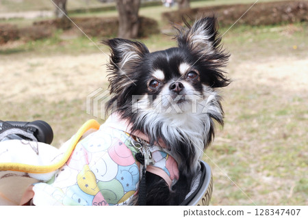 Chihuahua puppy walking 128347407