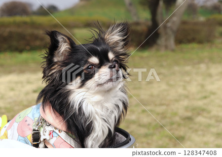 Chihuahua puppy walking 128347408