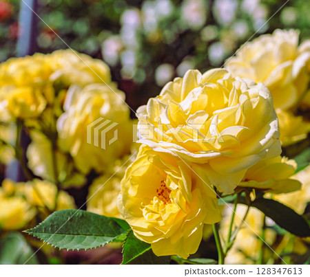 Menuma Roadside Station Rose Garden Rose Flowers - 56 128347613