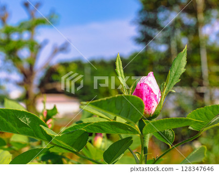 道之站 目沼玫瑰園 玫瑰花 - 84 道之站 目沼玫瑰園 玫瑰花 - 84 128347646