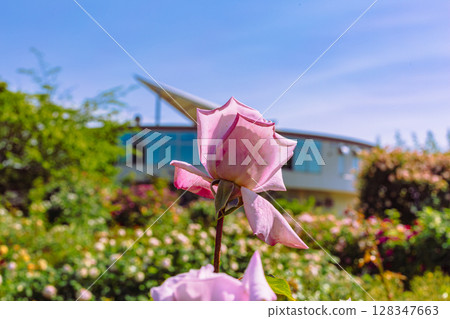 途沼道之站玫瑰園玫瑰花 100朵 128347663