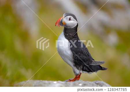 Atlantic puffin (Fratercula arctica), on the rock on the island of Runde (Norway). Atlantic puffin (Fratercula arctica), on the rock on the island of Runde (Norway). 128347785