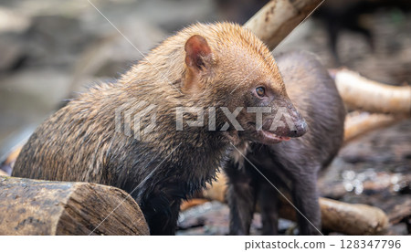 Bush dog (Speothos venaticus) in nature. Bush dogs are found from Panama in Central America, through much of South America. 128347796