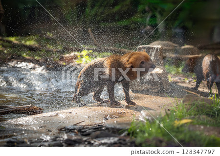 Bush dog (Speothos venaticus) in nature. Bush dogs are found from Panama in Central America, through much of South America. 128347797