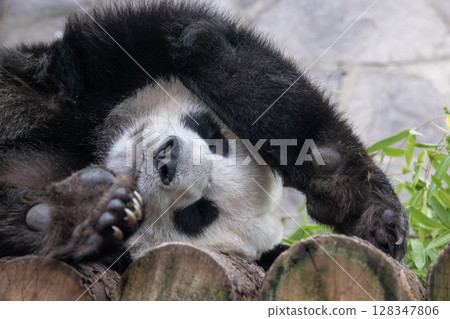 Giant panda is sleeping (Ailuropoda melanoleuca) also known as the panda bear or simply the panda, is a bear native to south central China. Giant panda is sleeping (Ailuropoda melanoleuca) also known as the panda bear or simply the panda, is a bear native to south central China. 128347806