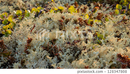 Arctic Tundra lichen moss close-up. Found primarily in areas of Arctic Tundra, alpine tundra, it is extremely cold-hardy. Cladonia rangiferina, also known as reindeer cup lichen. 128347808