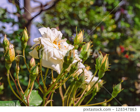 Menuma Roadside Station Rose Garden Rose Flowers-24 128347863