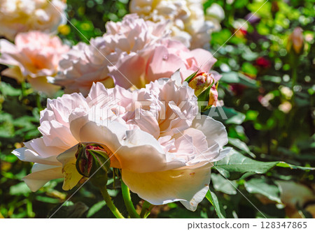 途沼路邊站玫瑰園玫瑰花-26 途沼路邊站玫瑰園玫瑰花-26 128347865