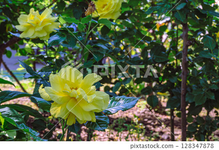 Menuma Roadside Station Rose Garden Rose Flowers - 39 128347878