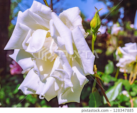途沼路邊站玫瑰園玫瑰花-46 途沼路邊站玫瑰園玫瑰花-46 128347885