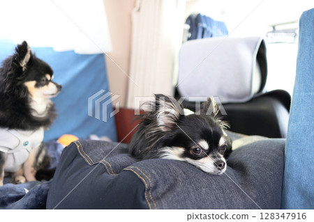Traveling in a camper van with two Chihuahuas 128347916
