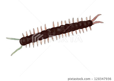 寫實蜈蚣插畫(手繪風格) 寫實蜈蚣插畫(手繪風格) 128347936