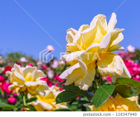 道之站 目沼玫瑰園 玫瑰花 2-54 128347940