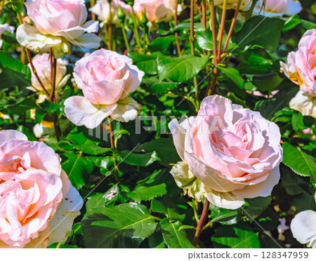 Menuma Roadside Station Rose Garden Rose Flowers 2-73 128347959
