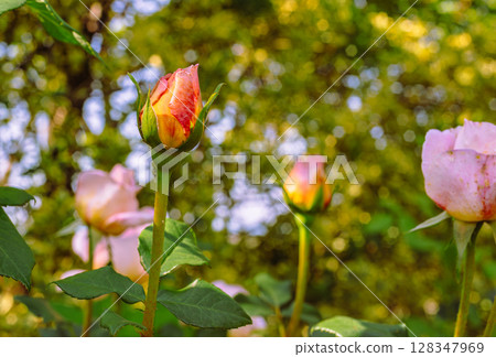 Menuma Roadside Station Rose Garden Rose Flowers 2-83 Menuma Roadside Station Rose Garden Rose Flowers 2-83 128347969