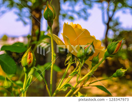 Menuma Roadside Station Rose Garden Rose Flowers 2-87 128347973