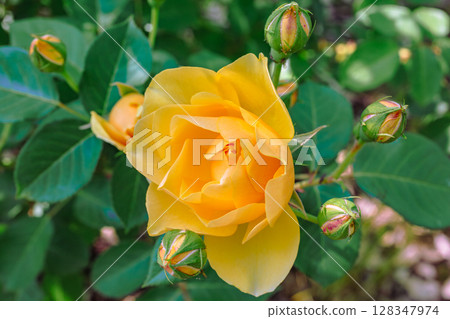 Menuma Roadside Station Rose Garden Rose Flowers 2-88 128347974