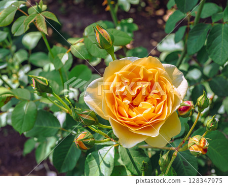 Menuma Roadside Station Rose Garden Rose Flowers 2-89 Menuma Roadside Station Rose Garden Rose Flowers 2-89 128347975