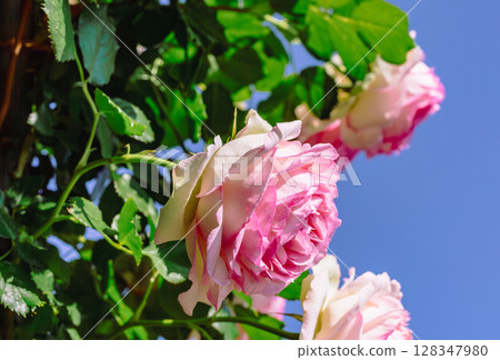 途沼道之站玫瑰園玫瑰花 2-94 128347980