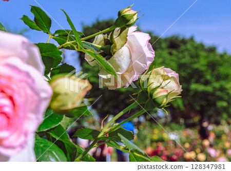途沼道之站玫瑰園玫瑰花 2-95 128347981