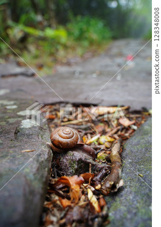 Snail Crawling on Stone Path in Peaceful Forest Setting Snail Crawling on Stone Path in Peaceful Forest Setting 128348008
