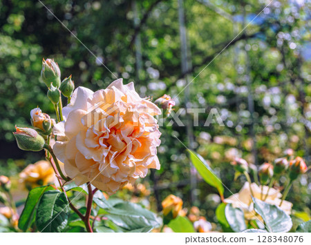 Menuma Roadside Station Rose Garden Rose Flowers 2-5 Menuma Roadside Station Rose Garden Rose Flowers 2-5 128348076