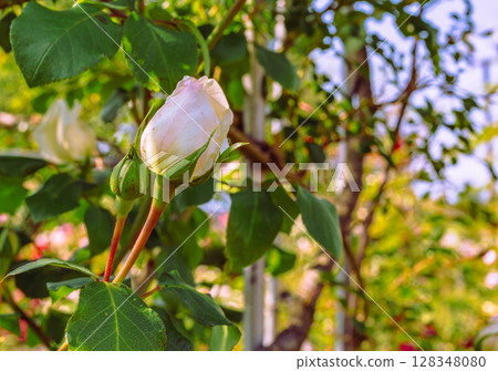 Menuma Roadside Station Rose Garden Rose Flowers 2-9 Menuma Roadside Station Rose Garden Rose Flowers 2-9 128348080