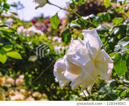 Menuma Roadside Station Rose Garden Rose Flowers 2-10 Menuma Roadside Station Rose Garden Rose Flowers 2-10 128348081