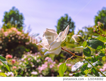Menuma Roadside Station Rose Garden Rose Flowers 2-11 Menuma Roadside Station Rose Garden Rose Flowers 2-11 128348082