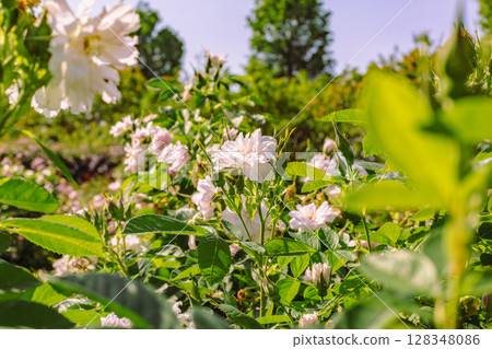 途沼道之站玫瑰園玫瑰花 2-15 途沼道之站玫瑰園玫瑰花 2-15 128348086
