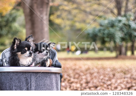 兩隻吉娃娃在公園裡坐狗車散步，秋天的落葉 秋季材料 128348326