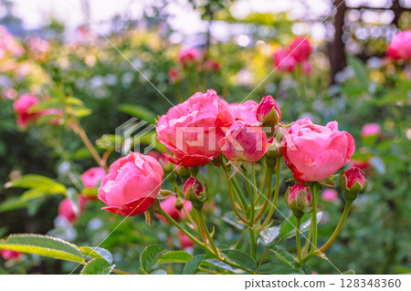 Menuma Roadside Station Rose Garden Rose Flowers 3-55 Menuma Roadside Station Rose Garden Rose Flowers 3-55 128348360