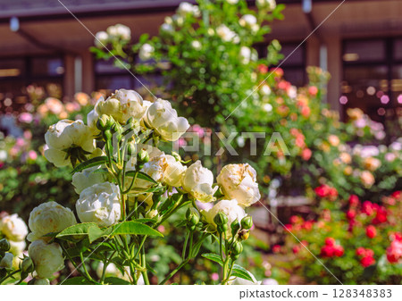 途沼道之站玫瑰園玫瑰花3-77 途沼道之站玫瑰園玫瑰花3-77 128348383