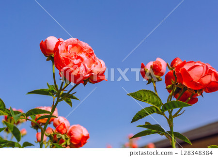 途沼道之站玫瑰園玫瑰花3-78 128348384