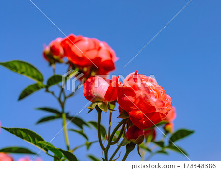 Menuma Roadside Station Rose Garden Rose Flowers 3-80 128348386