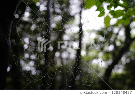 Dew Covered Spiderweb in Lush Green Forest at Morning Light 128348457
