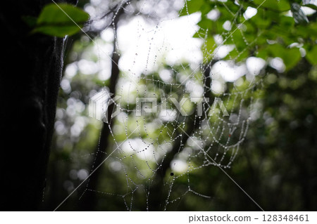 Dew Covered Spiderweb in Lush Green Forest at Morning Light 128348461