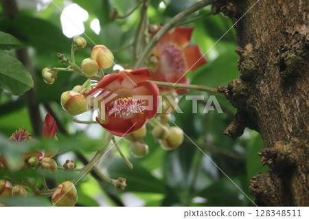 Scenery of the flowering holly tree 128348511