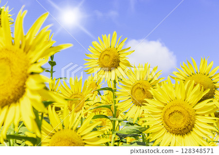 發光在藍天的向日葵 128348571