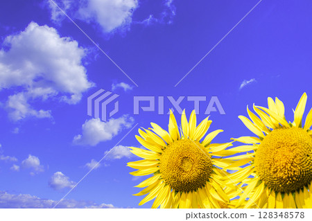 Sunflower shining in the blue sky 128348578