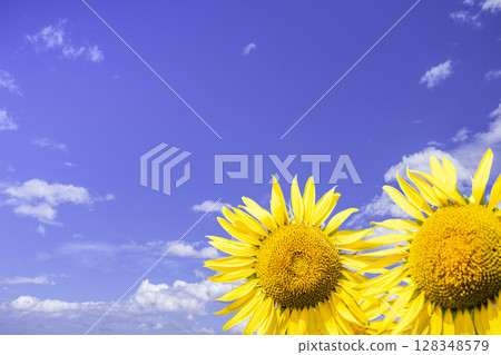 Sunflower shining in the blue sky 128348579
