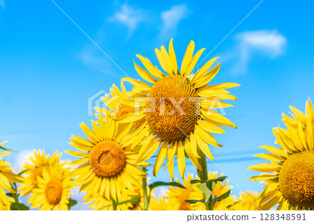 Sunflower shining in the blue sky Sunflower shining in the blue sky 128348591
